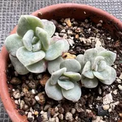 ❤️専用出品❤️ラブリーローズ錦❤️美斑に成長中①❤️ ❤️専用出品❤️ラブリーローズ錦 ❤️美しく育ちました♪❤️