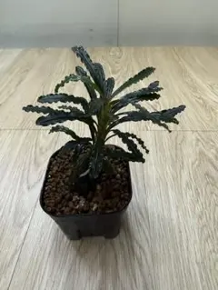 2026年最新】bucephalandra tbの人気アイテム - メルカリ