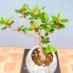 POTOCO 長寿梅 花 観葉植物 陶器鉢 盆栽 豆盆栽 小品盆栽 苔玉 苔