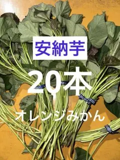2026年最新】さつまいも 苗 安納芋の人気アイテム - メルカリ