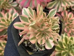 ①多肉植物／アエオニウム／ピンクウィッチ／抜き苗／第四種郵便→土日発送