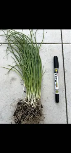 2025年最新】玉ねぎ 晩生の人気アイテム - メルカリ