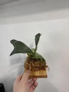 ビカクシダ P. willinckii 'Cotton Cloud'コウモリラン - メルカリ