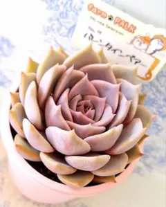 2026年最新】ファームパルクさん苗の人気アイテム - メルカリ