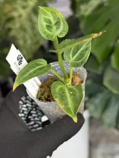 23 S&P アンスリウム　ワンダーボーイ　ハイブリッド　コレクション株放出 23 S&P アンスリウム ワンダーボーイ ハイブリッド コレクション株放出