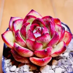 多肉植物⭐️モンブラン⭐️韓国苗育成 抜き苗 g36のサムネイル