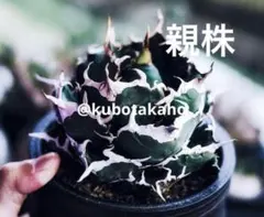 2026年最新】アガベ 白鯨 ボールの人気アイテム - メルカリ