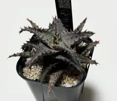 2026年最新】アロエハイブリッドの人気アイテム - メルカリ