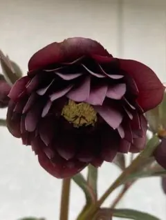 モカノア様専用クリスマスローズ種子 クレオパトラ ダークセルフ10粒+おまけ