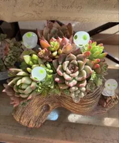 そのまま飾れる 多肉植物 寄せ植え 多肉と森の妖精たち