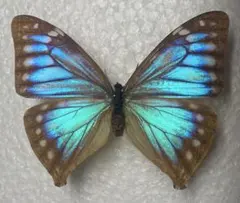 蝶標本 蝶類標本 昆虫標本 鱗翅目 ナミアゲハ黒化 蝶標本 蝶類標本 昆虫標本 鱗翅目 ナミアゲハ黒化 - メルカリ