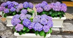 ♡大好評♡ピンク&紫♡紫陽花発根前挿し穂５本セットのサムネイル