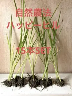 ハッピーヒル 種籾 50g 自然栽培米 うるち米 水稲 陸稲 - メルカリ