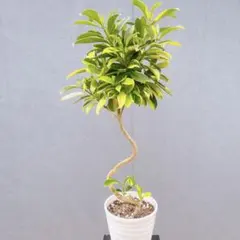現品　ファグラエア　バリエガータ　32番　曲がり　観葉植物　インテリア　斑入り 現品 ファグラエア バリエガータ 32番 曲がり 観葉植物 インテリア