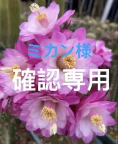 多肉植物　花サボテン　ミカン様 リクエスト 4点 まとめ商品