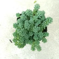 多肉植物 マジョール① 抜き苗のサムネイル