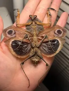 2026年最新】蜘蛛 標本の人気アイテム - メルカリ