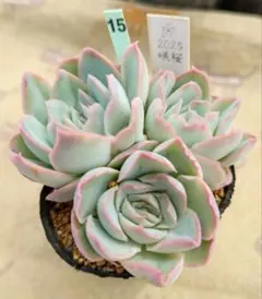 ミックスベリア ピーチック おらいさん 抜き苗 多肉植物 - メルカリ