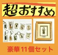 2026年最新】昆虫標本の人気アイテム - メルカリ