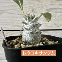 ようすけ様 リクエスト 2点 まとめ商品