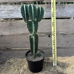 2026年最新】柱サボテンの人気アイテム - メルカリ