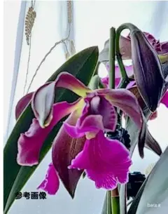 2026年最新】胡蝶蘭シレリアナの人気アイテム - メルカリ