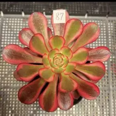 多肉植物 アエオニウム 『シャネル』 カット苗 現物です‼️ - メルカリ