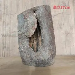[건조 5년] “천연목 동굴 시키미 높이 37cm” 아쿠아리움 디오라마 오브제