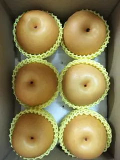 秋月梨　大玉サイズ6個入り！　あきづき梨