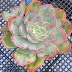 2025年最新】夕波 多肉の人気アイテム - メルカリ