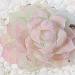 EMaMa様 リクエスト 3点 まとめ商品