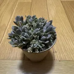 小さいチワワ様 リクエスト 2点 まとめ商品