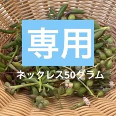 多肉植物　ネックレス系50グラム　カット苗セット