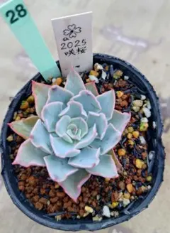 多肉植物 ストリクチフローラノヴァ（抜き苗発送） - メルカリ