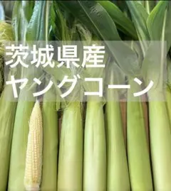 新鮮　ヤングコーン　ネコポス　茨城県産　ヒゲ　葉付き　期間限定　ベビーコーン