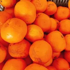 訳あり　ゆら早生みかん　箱込み15キロ