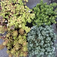 多肉植物 セダム カット苗 詰め合わせ - メルカリ