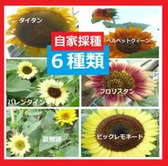ひまわりの種　６種類のサムネイル