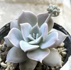 Sedum simforosanum セダム　シンフォロサナム　多肉植物 ⑱ 楽天市場】多肉植物 seセダム シンフォロサヌム 多肉植物 シンフォロサ