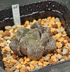 も*ち様 ハオルチア 狼蜘蛛玉露　タランチュラ　ベヌスタ系　ハ-35