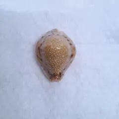 貝殻標本 オウサマダカラガイ - メルカリ