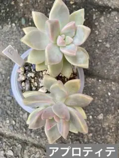 多肉植物　B アプロティテのサムネイル