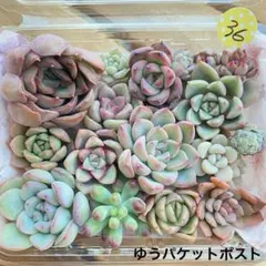 うさchan-88様 リクエスト 2点 まとめ商品