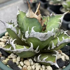 【値下げ】コレクション株　レッドキャットウィーズル　ボールタイプ　極上株 値下げ】コレクション株 レッドキャットウィーズル ボールタイプ