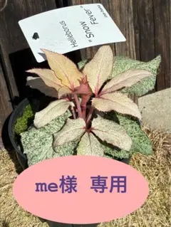 2026年最新】斑入りクリスマスローズの人気アイテム - メルカリ