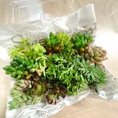 多肉植物 セダム 詰め合わせ セット お試し ミニサイズ