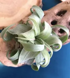 2025年最新】ブロメリア・エアープランツの人気アイテム - メルカリ