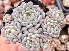 RUKIRUKI様 リクエスト 2点 まとめ商品