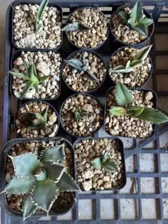 初心者向◇世界一,甘味種◇ゴールデン・キャッサバ=挿し木枝◇太葉種