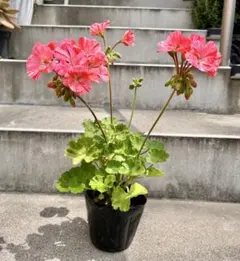 Momoko様 リクエスト 3点 まとめ商品